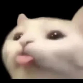 🐶