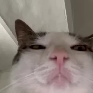😸