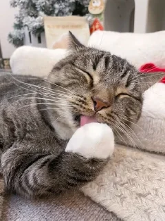 🌟