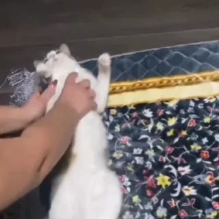 🐈