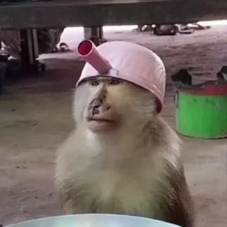 🌟