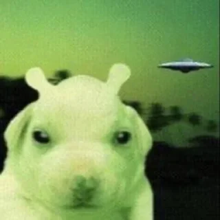 🐶