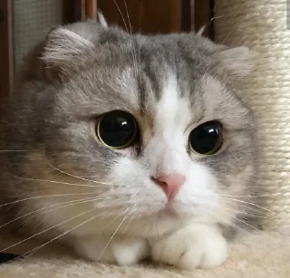 😍