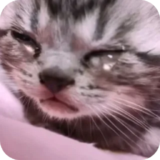 🐱