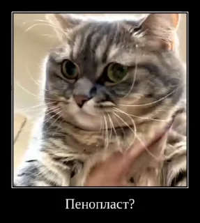 🐱