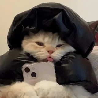 🐈