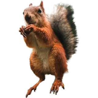 🐿️