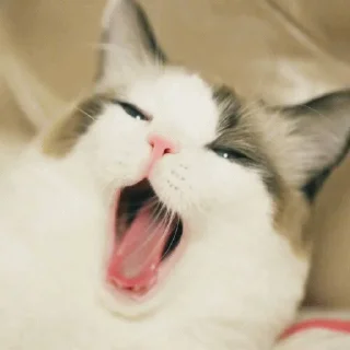 😴