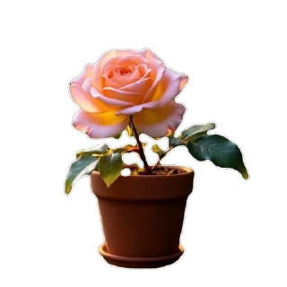 🌹
