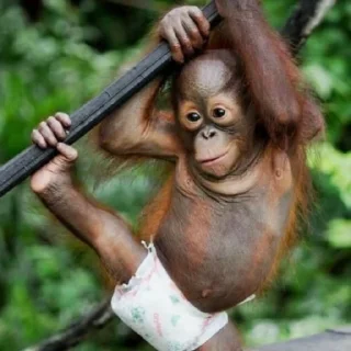 🐒