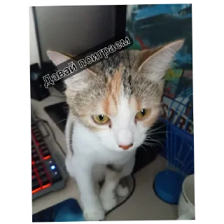 🐱