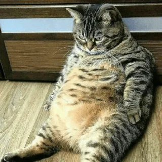 😺