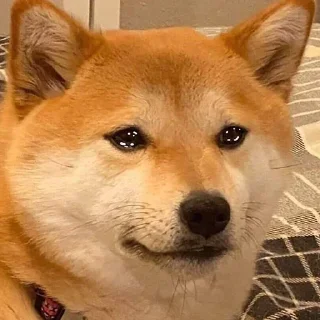 🥺