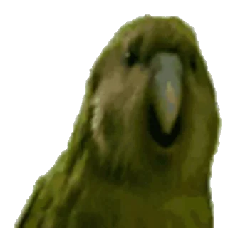 🦜