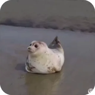 🦭
