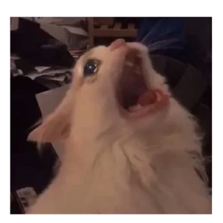 😱