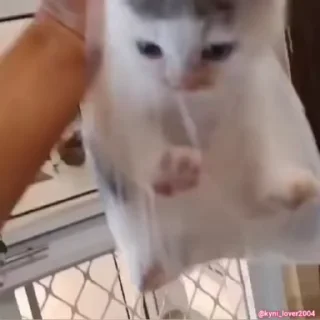 😼