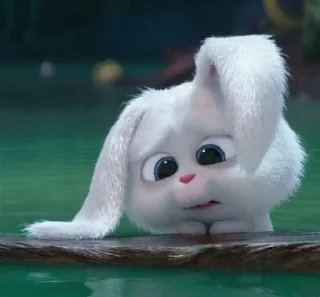 🐰