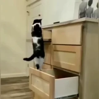 🐈