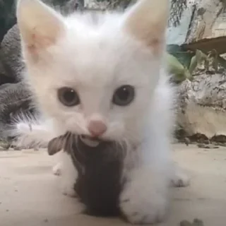 😠