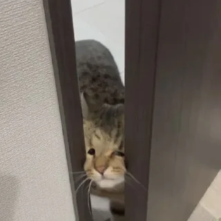 🫣
