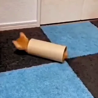 🐈