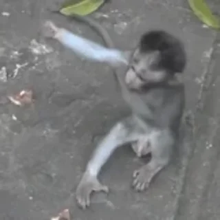 🐒