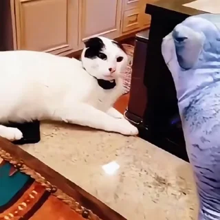 🐈