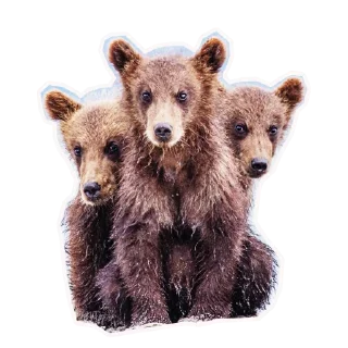 🐻