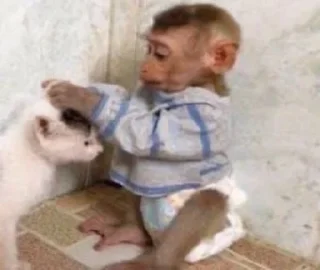 🐒