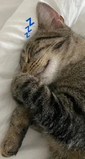 💤