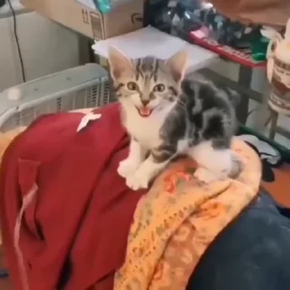 🐈