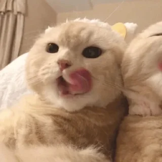 😼