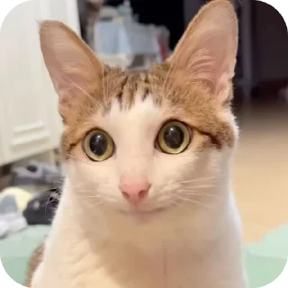 🐱