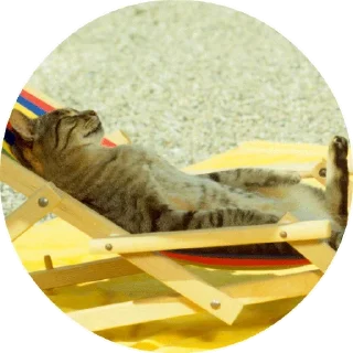 😺