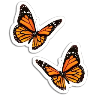 🦋