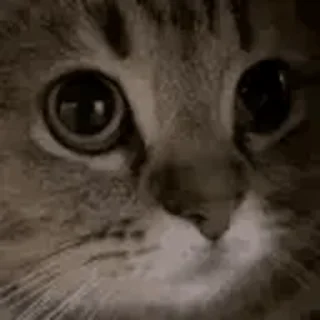 🐱