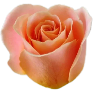 🌹
