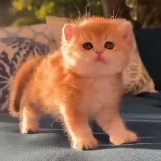 🌟