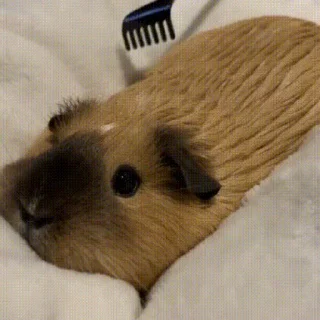 🐹