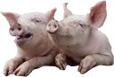 🐖