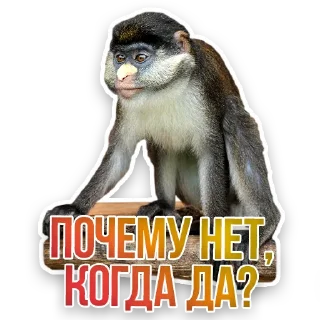 🐒