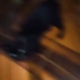 🐈