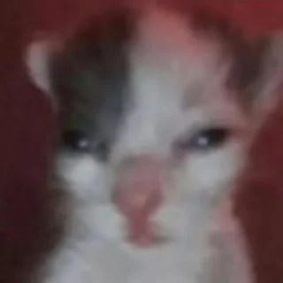 😸