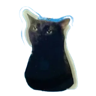 🐱