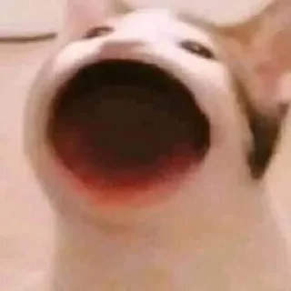 🙀