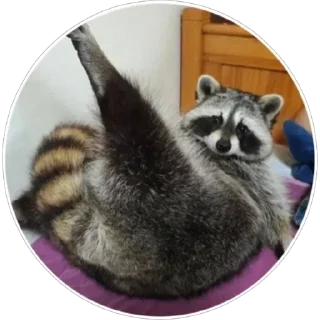 🦝