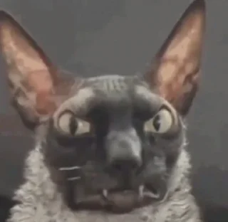 🦇
