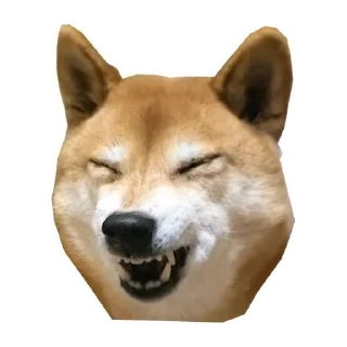 🐶