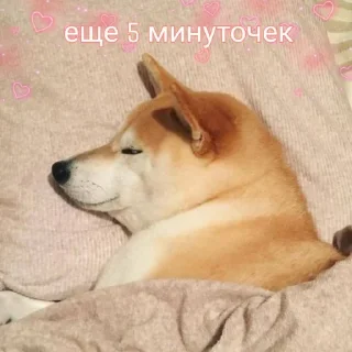 💤